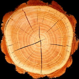 Boreal 7