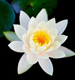 Junsui 4