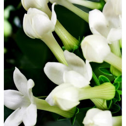 Iris 5